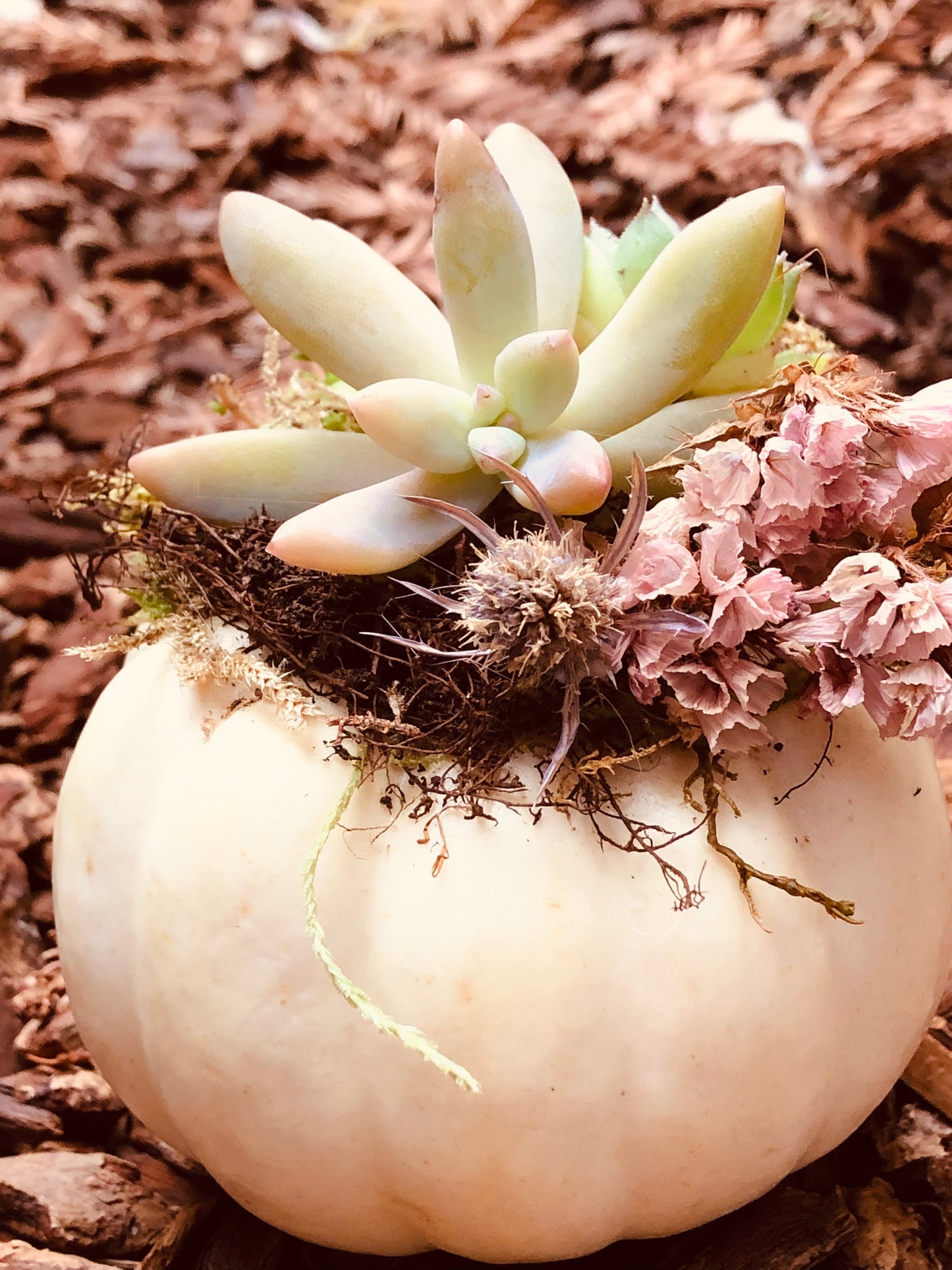 Succulent pumpkin white