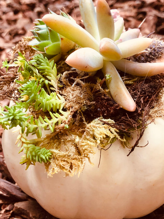 Succulent pumpkins. 3 small white, 5 small orange, and 1 large orange with lights, and one large white available.