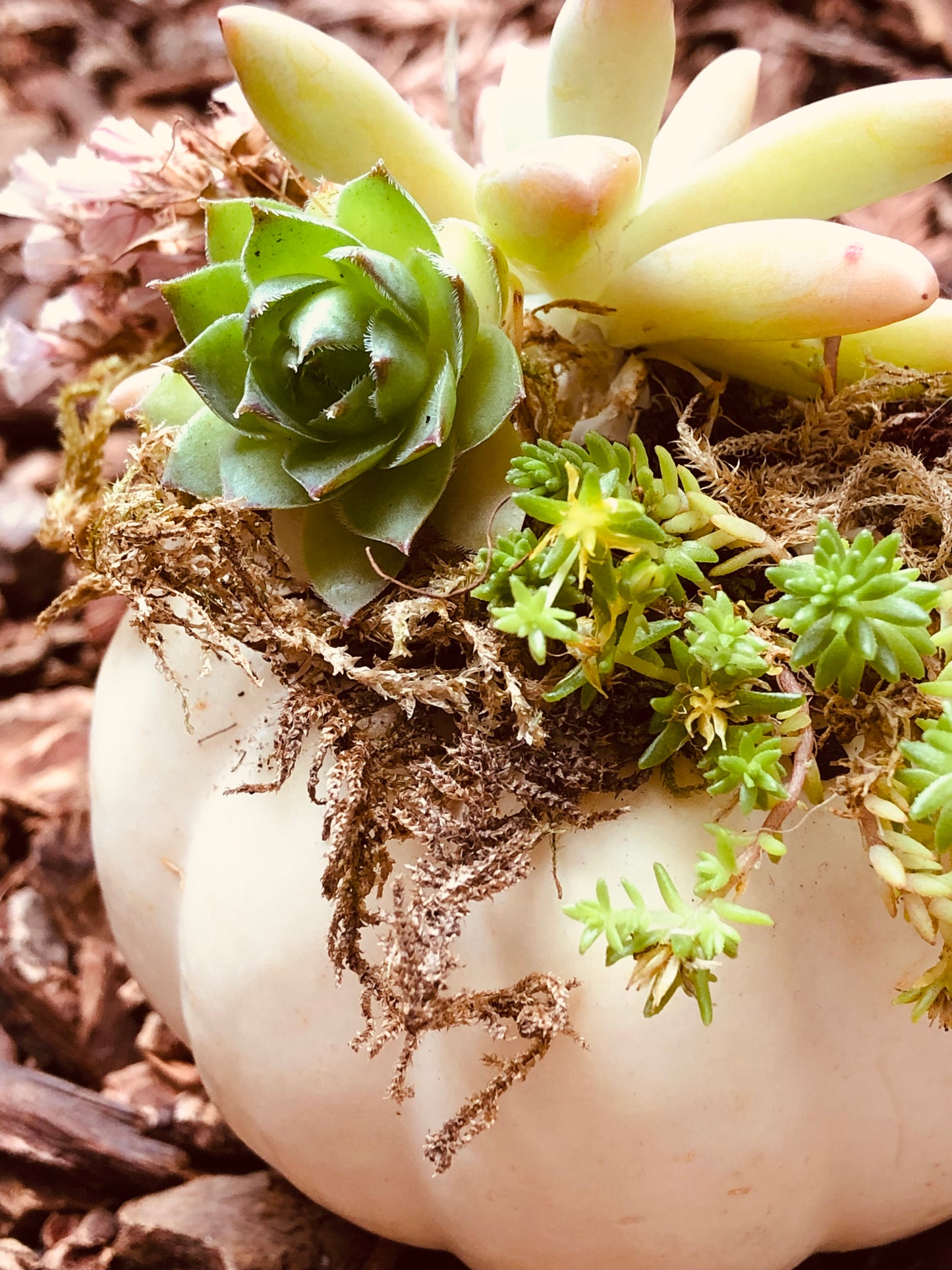 Succulent pumpkin white