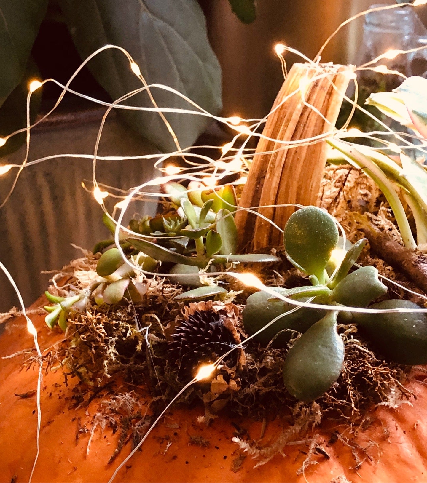Succulent pumpkins. 3 small white, 5 small orange, and 1 large orange with lights, and one large white available.