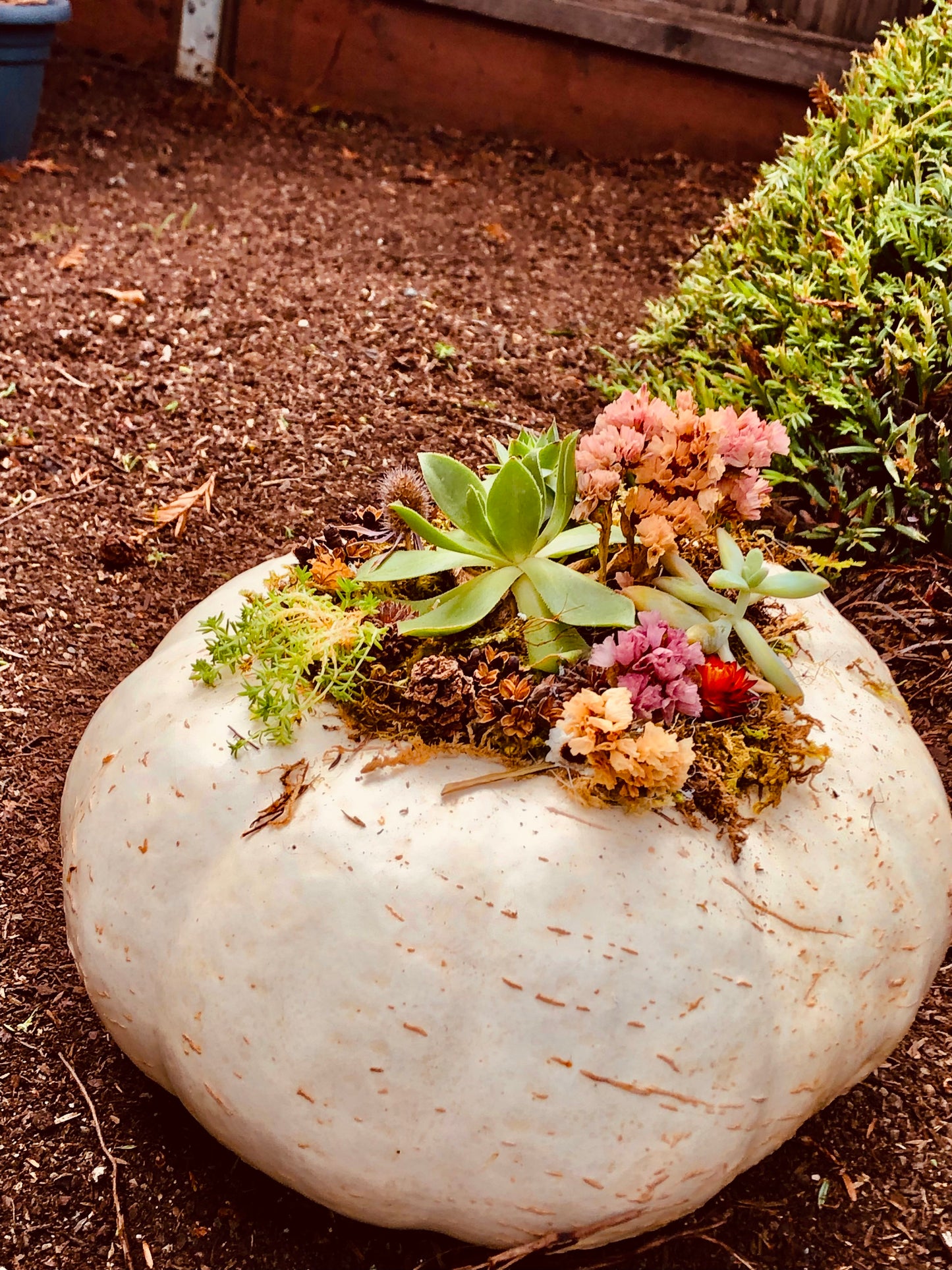Succulent pumpkins. 3 small white, 5 small orange, and 1 large orange with lights, and one large white available.