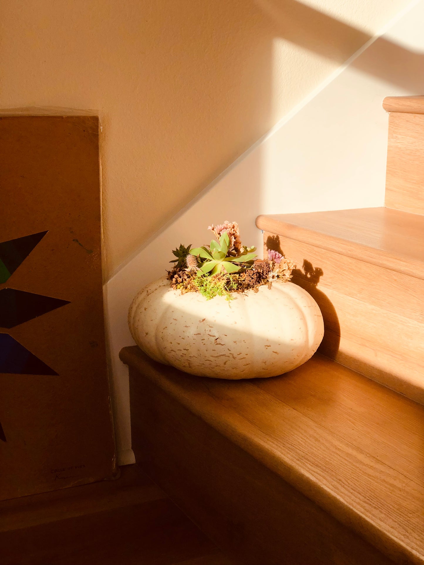 Succulent pumpkins. 3 small white, 5 small orange, and 1 large orange with lights, and one large white available.