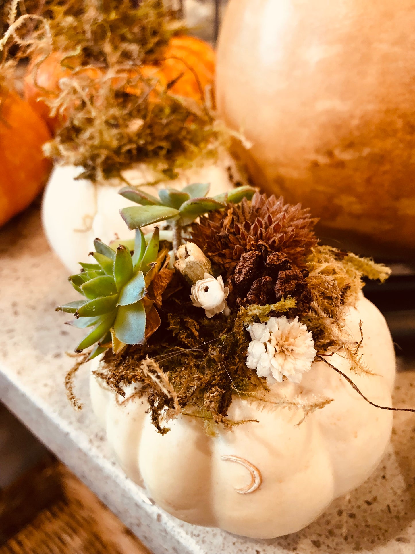 Succulent pumpkins. 3 small white, 5 small orange, and 1 large orange with lights, and one large white available.