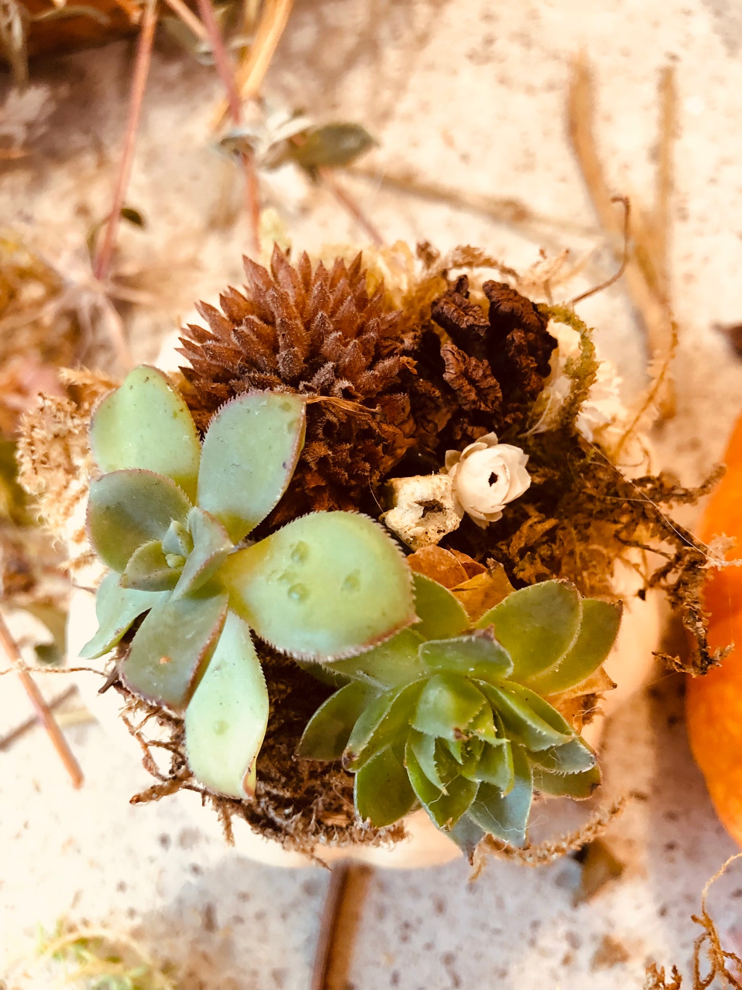 Succulent pumpkins. 3 small white, 5 small orange, and 1 large orange with lights, and one large white available.