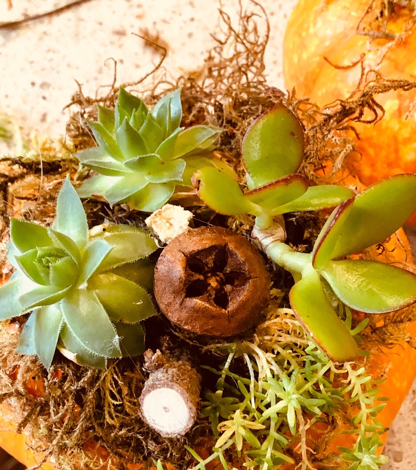 Succulent pumpkins. 3 small white, 5 small orange, and 1 large orange with lights, and one large white available.