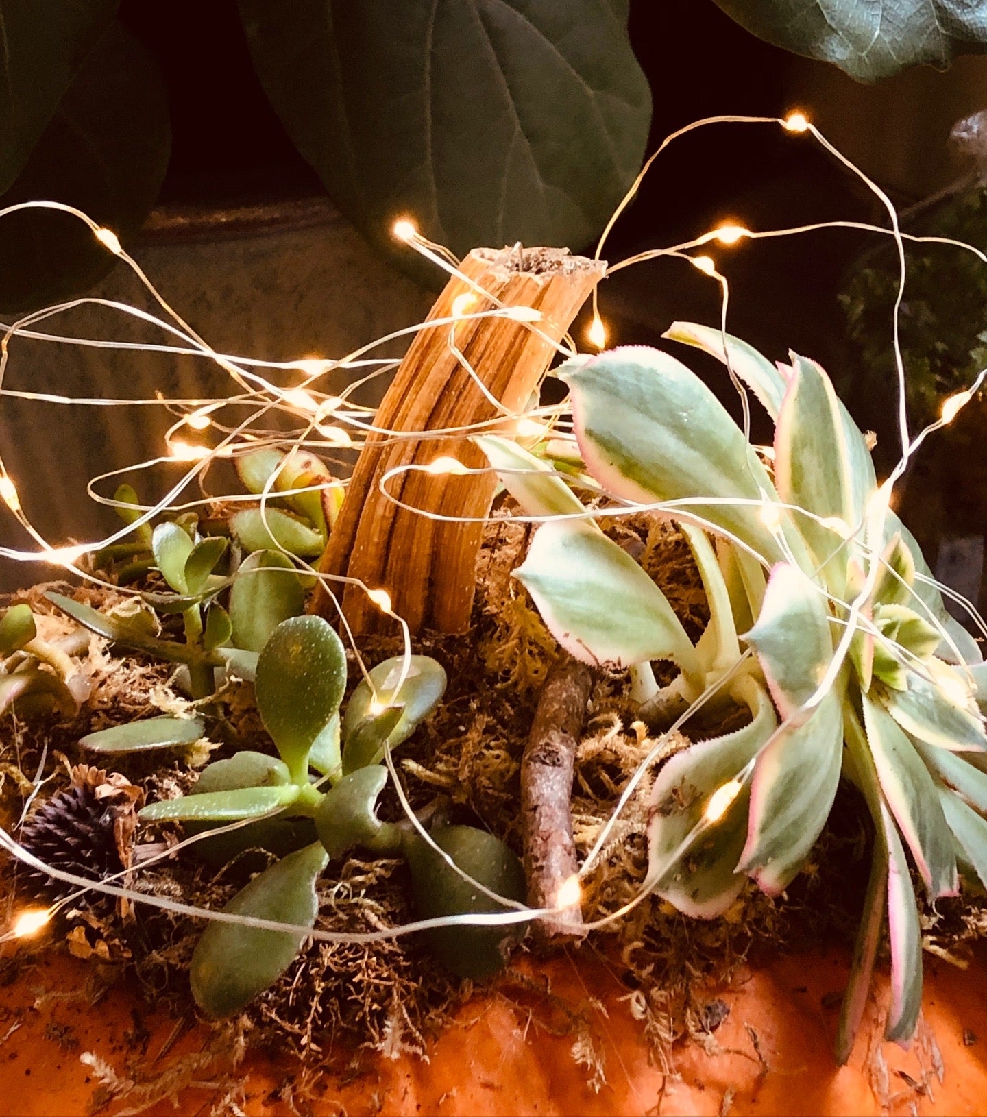 Succulent pumpkins. 3 small white, 5 small orange, and 1 large orange with lights, and one large white available.