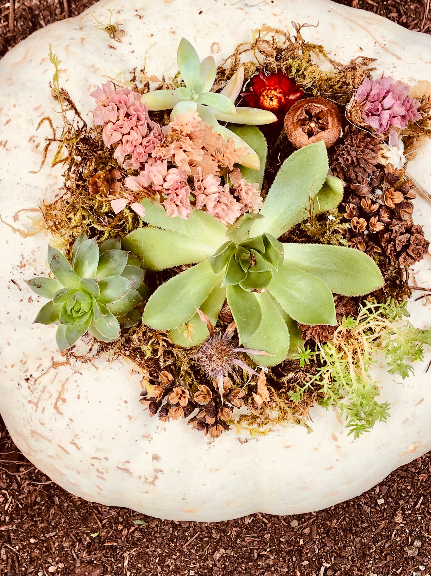 Succulent pumpkins. 3 small white, 5 small orange, and 1 large orange with lights, and one large white available.