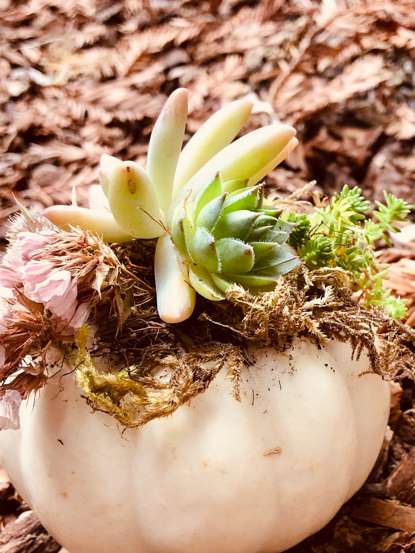 Succulent pumpkin white