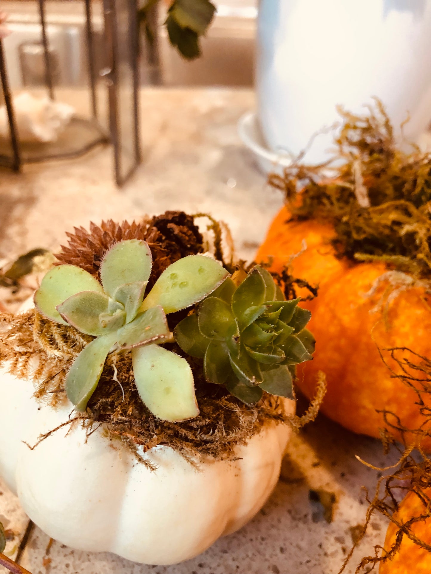 Succulent pumpkins. 3 small white, 5 small orange, and 1 large orange with lights, and one large white available.