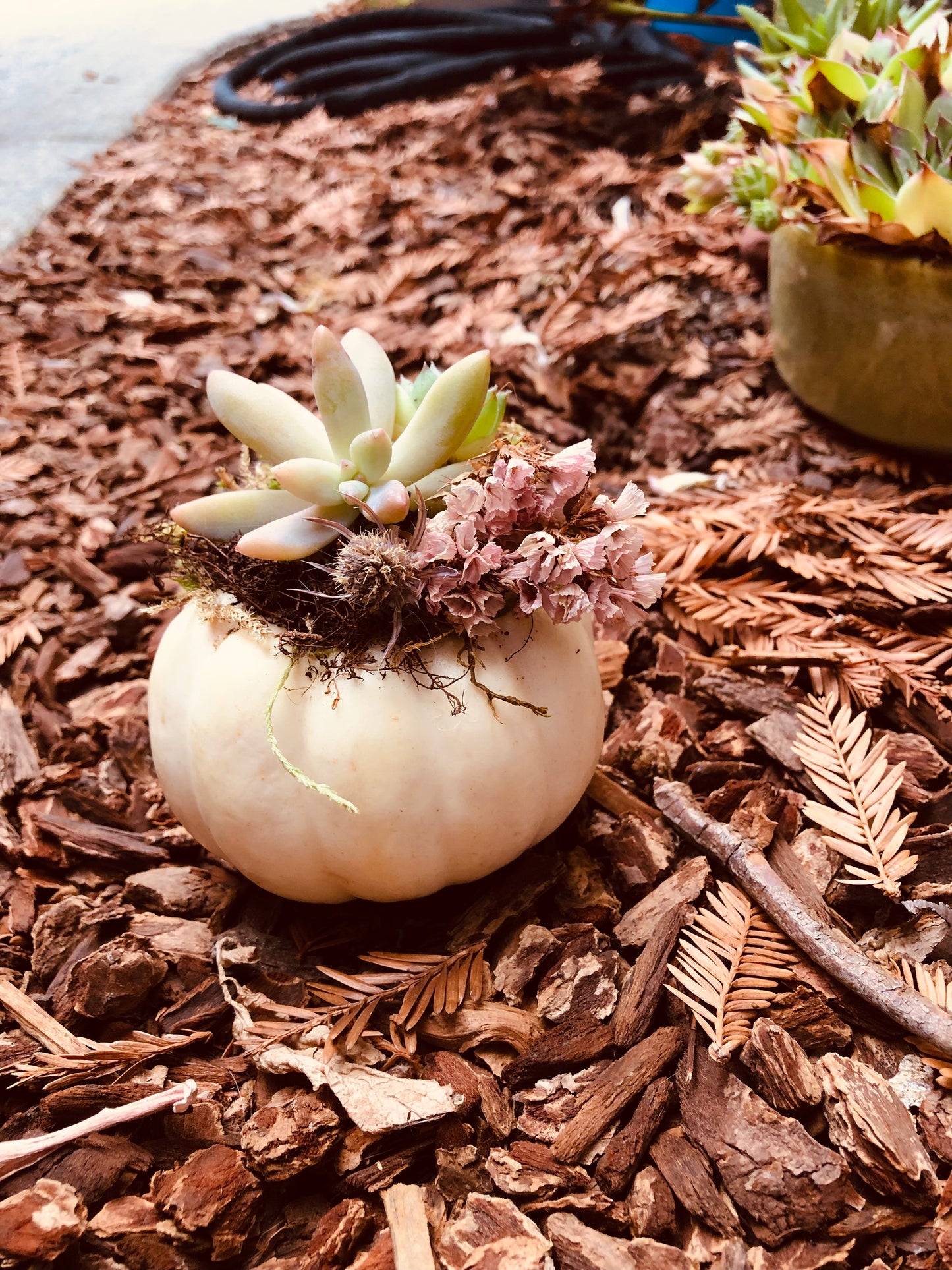 Succulent pumpkin white